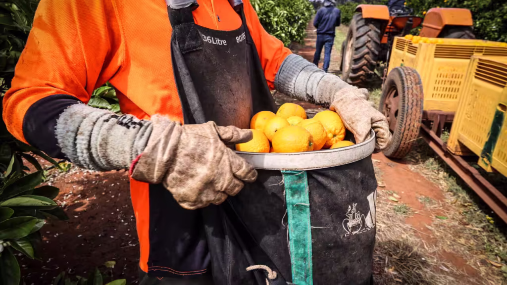 A person holding a bucket of lemons on a farm.